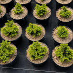 Smrek obyčajný (Picea abies) ´LITTLE GEM´ – výška 5-10 cm , ø 10-15 cm, kont. C2L